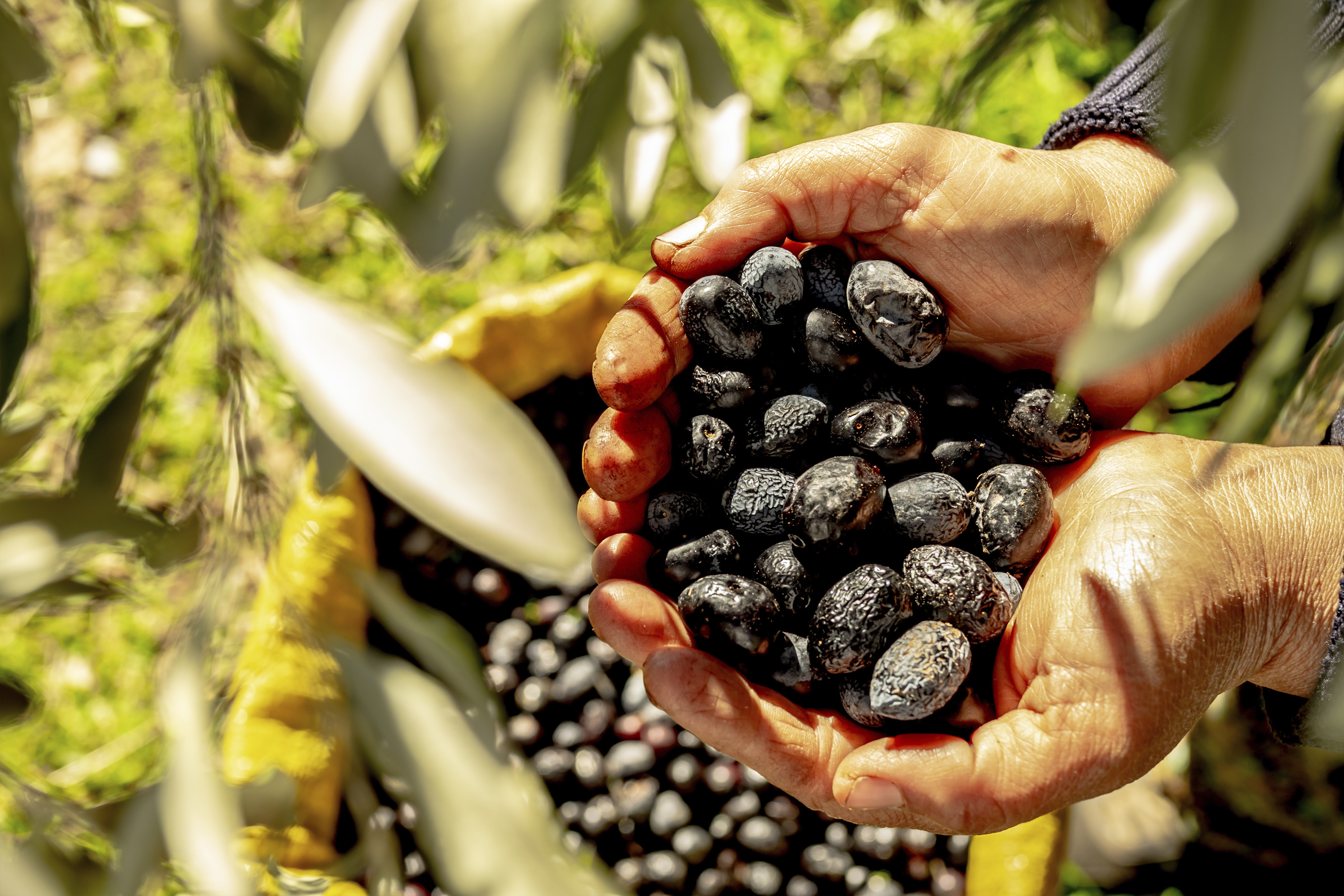 Kandiba Olive Oil Fotoğraf Çekimi